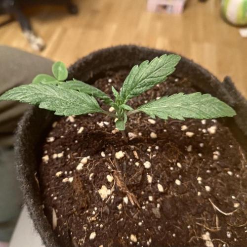 The Splendor of Winter. Week 3