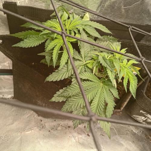 Fresh start Grow. Week 8