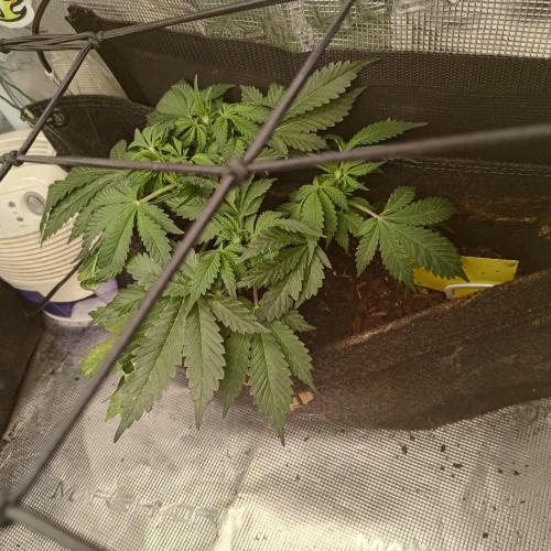 Fresh start Grow. Week 8