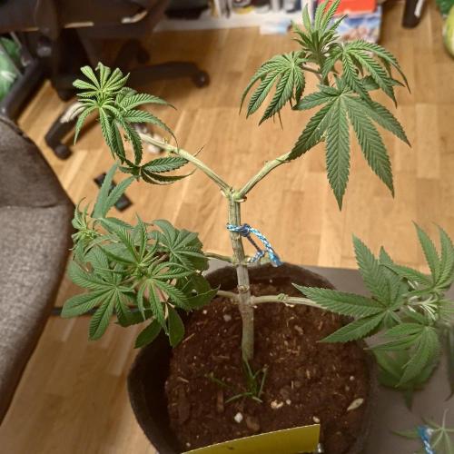 Fresh start Grow. Week 8