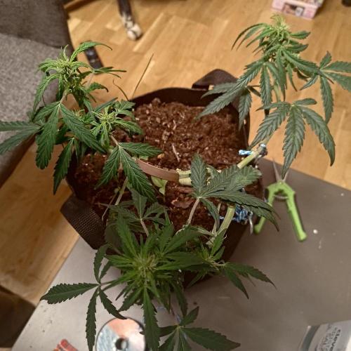 Fresh start Grow. Week 8