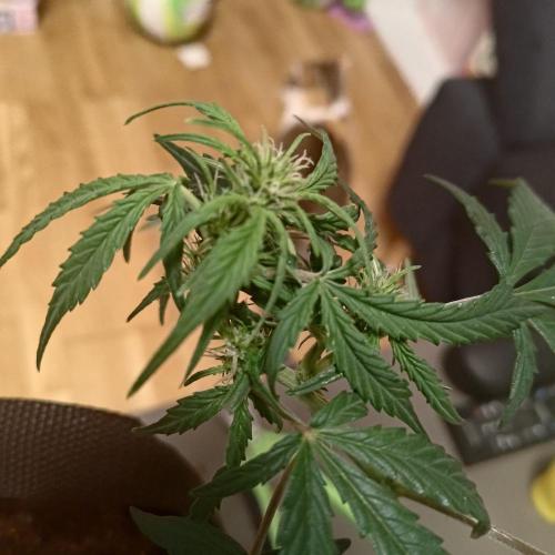 Fresh start Grow. Week 8