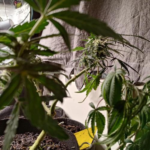 Fresh start Grow. Week 11