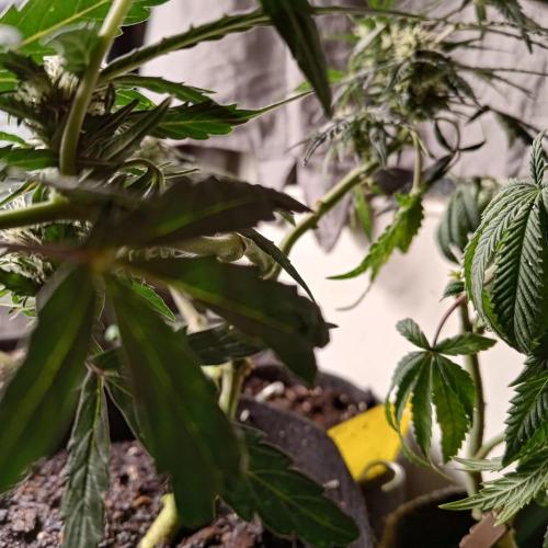 Fresh start Grow. Week 11