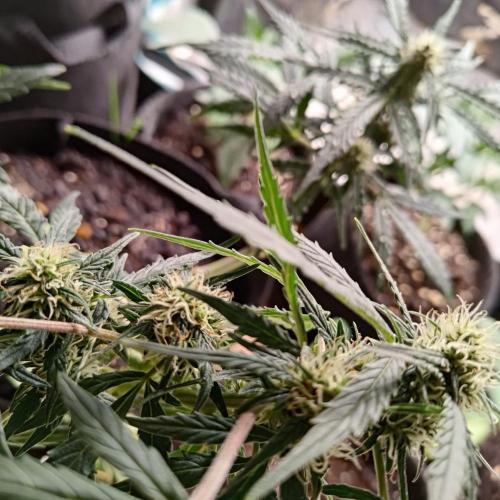 Fresh start Grow. Week 11