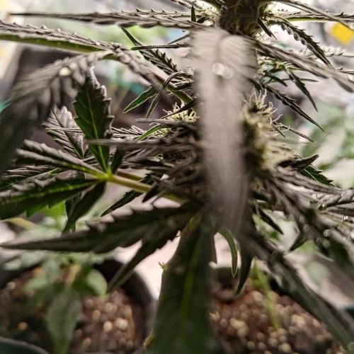 Fresh start Grow. Week 11