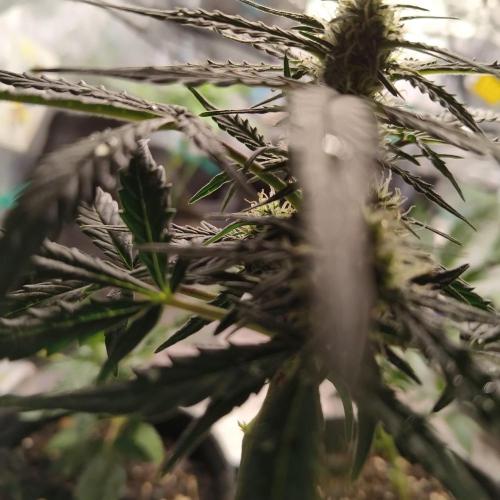 Fresh start Grow. Week 11