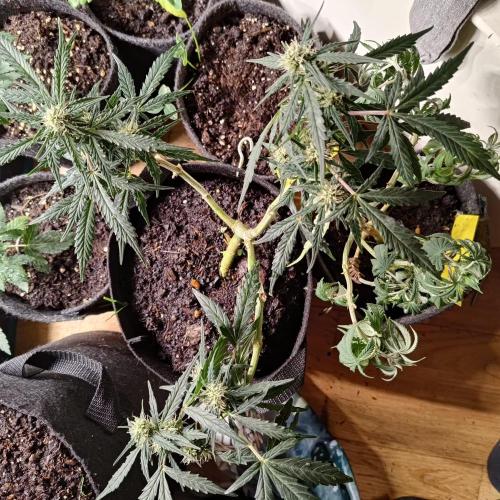 Fresh start Grow. Week 11