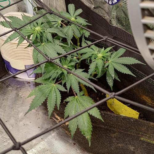 Fresh start Grow. Week 11