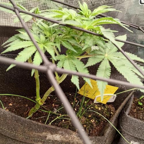 Fresh start Grow. Week 11