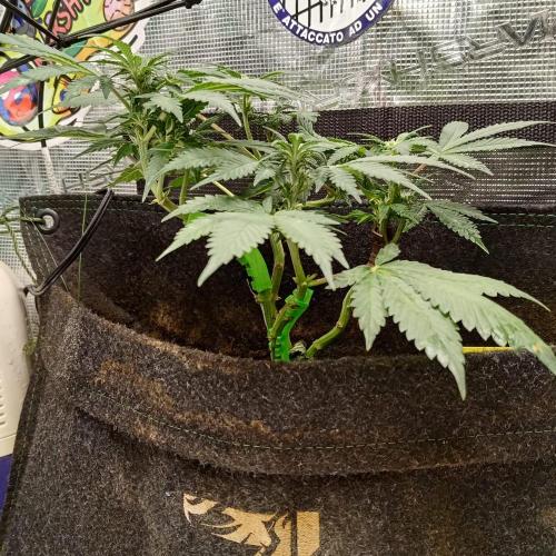 Fresh start Grow. Week 11