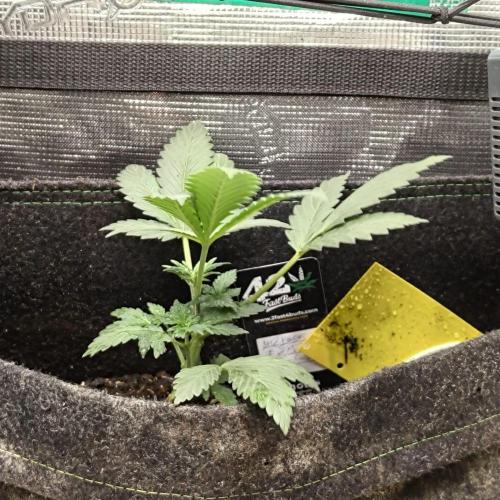 The Splendor of Winter. Week 4