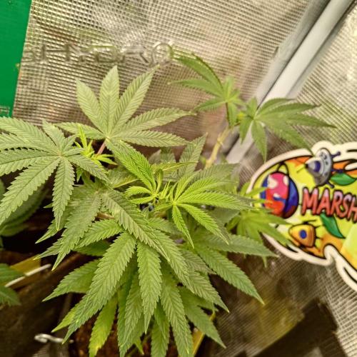 Fresh start Grow. Week 12