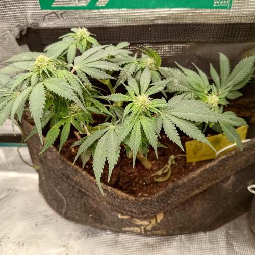 Fresh start Grow. Week 12