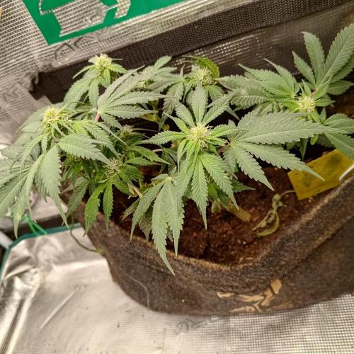 Fresh start Grow. Week 12