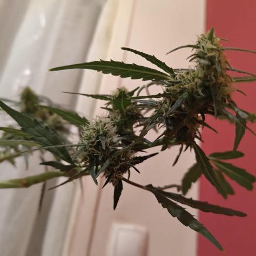 Fresh start Grow. Week 12