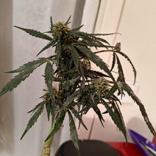 Fresh start Grow. Week 12