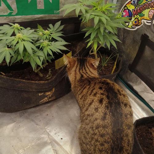 Fresh start Grow. Week 12