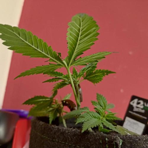 The Splendor of Winter. Week 5