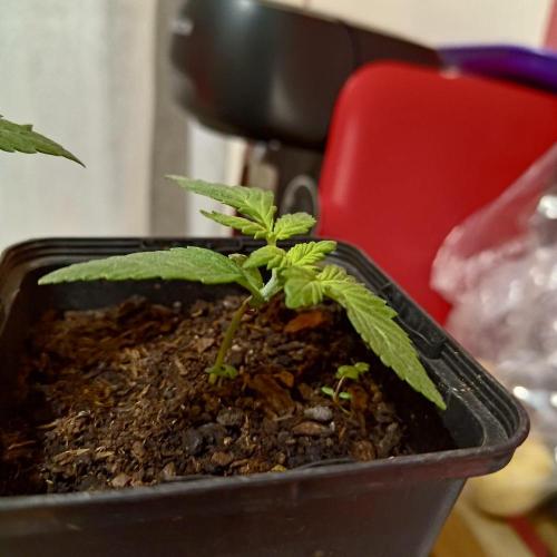 The Splendor of Winter. Week 5 - replacement1