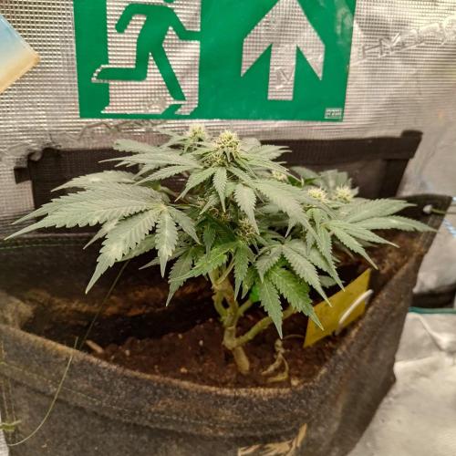 Fresh start Grow. Week 13