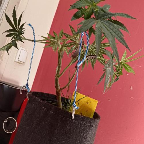 Fresh start Grow. Week 13