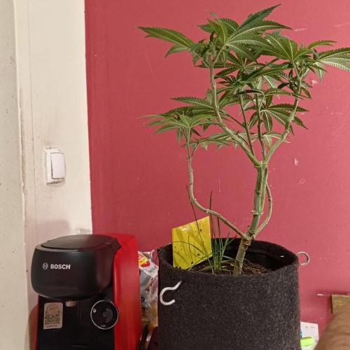 Fresh start Grow. Week 13