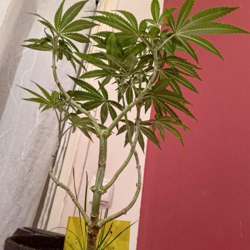 Fresh start Grow. Week 13