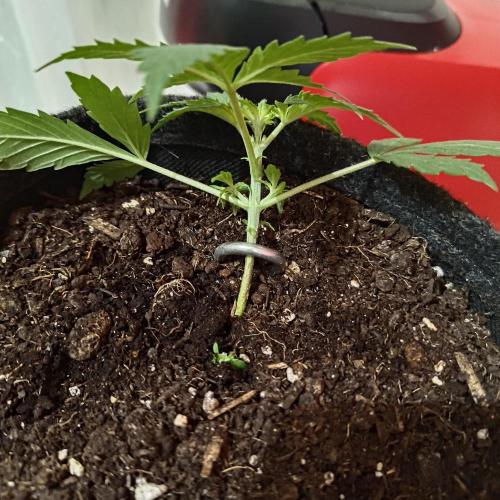 The Splendor of Winter. Week 6