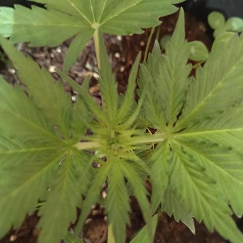 The Splendor of Winter. Week 6