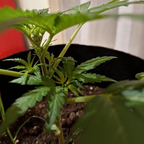 The Splendor of Winter. Week 6