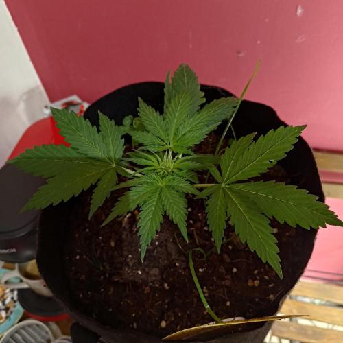 The Splendor of Winter. Week 6