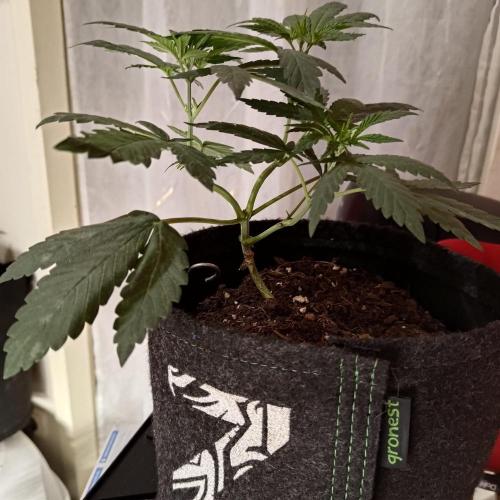 The Splendor of Winter. Week 6