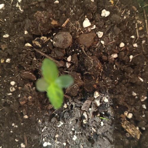 Master of Honey. Week 2