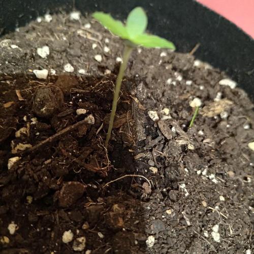 Master of Honey. Week 2