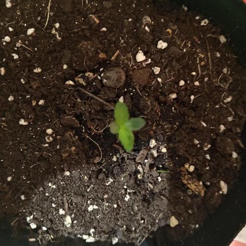 Master of Honey. Week 2