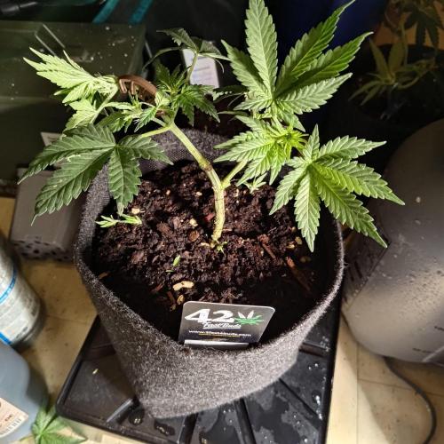 The Splendor of Winter. Week 7