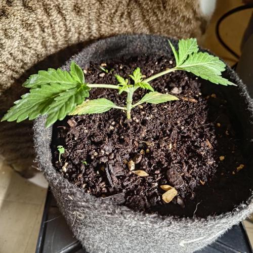 The Splendor of Winter. Week 7