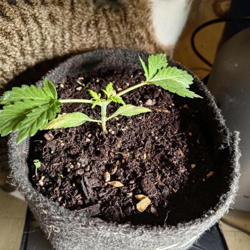 The Splendor of Winter. Week 7