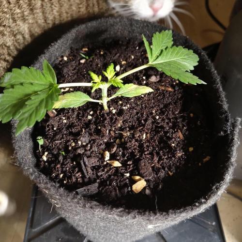 The Splendor of Winter. Week 7