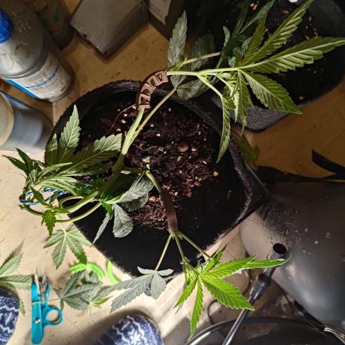 The Splendor of Winter. Week 7