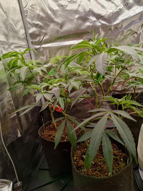 Strawberry Guava. Week 7