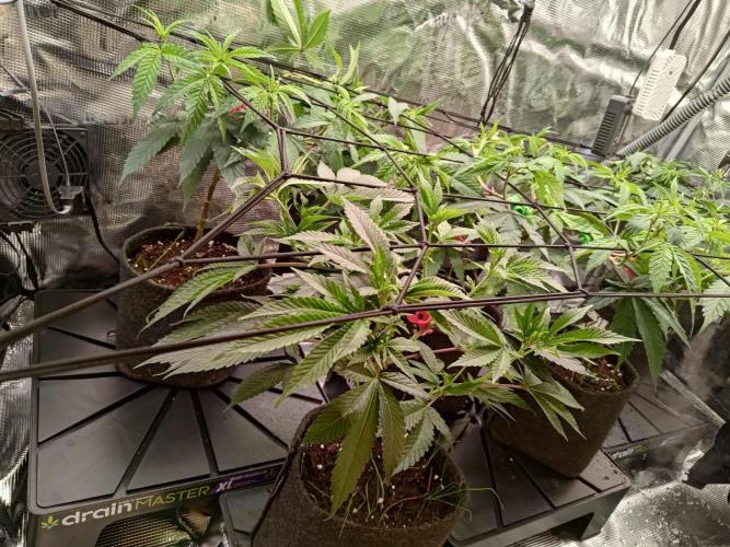 Strawberry Guava. Week 8