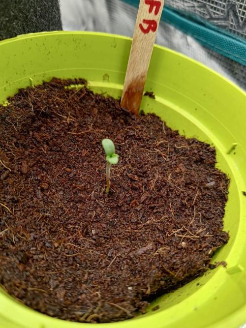 Garlic Mint Sherbet. Week 1