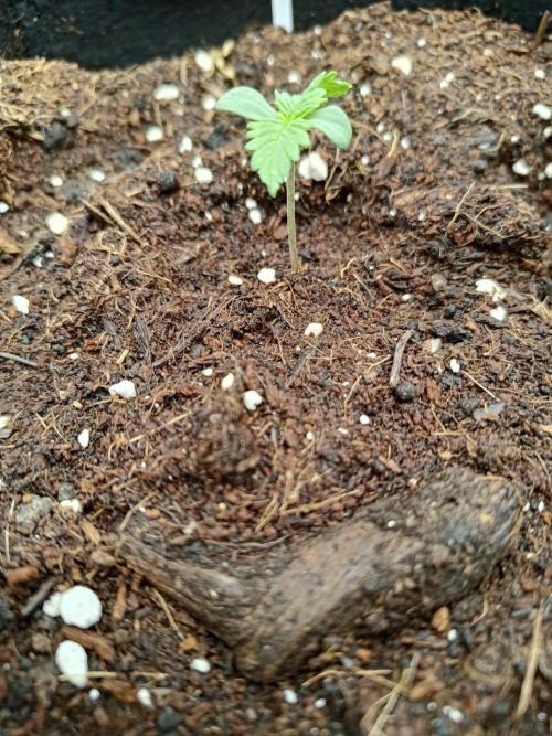 Do-Si-Dos. Week 1