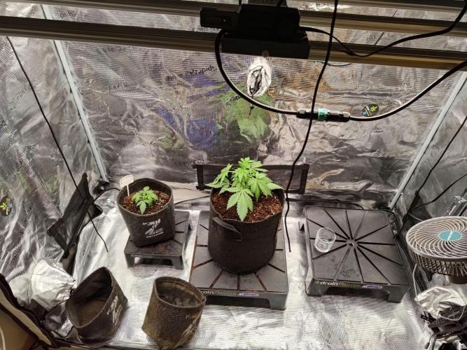 My Watchtower - Sectio aurea. Week 3
