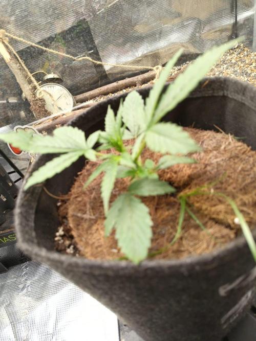 My Watchtower - Sectio aurea. Week 4