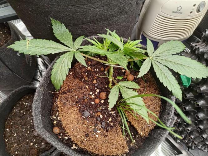 My Watchtower - Sectio aurea. Week 6