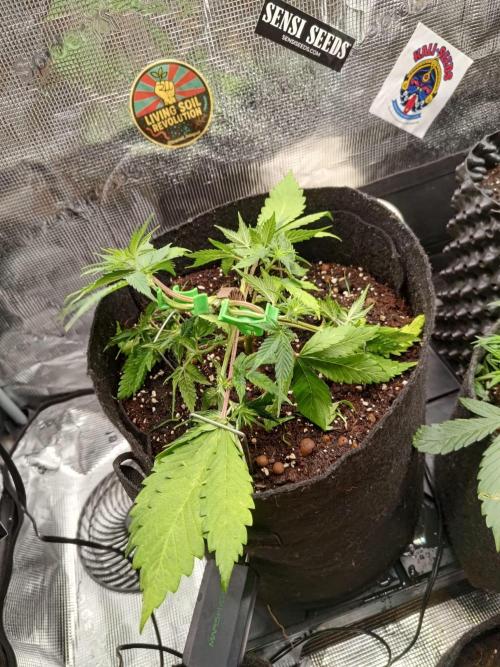 My Watchtower - Sectio aurea. Week 6