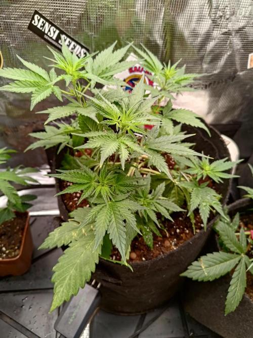 My Watchtower - Sectio aurea. Week 7